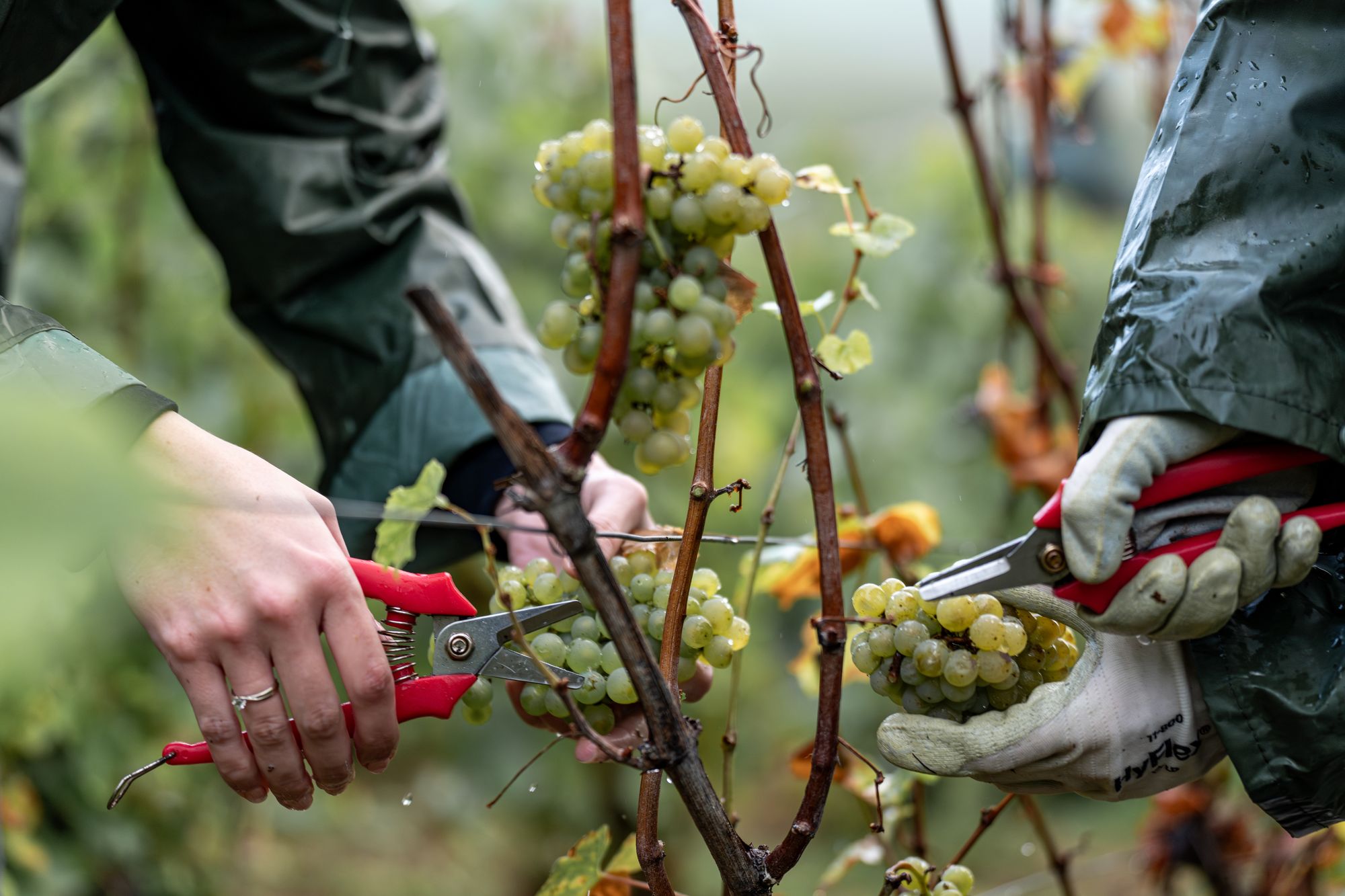 Vendangeurs coupant du raisin blanc au sécateur dans les vignes Frerejean Frères