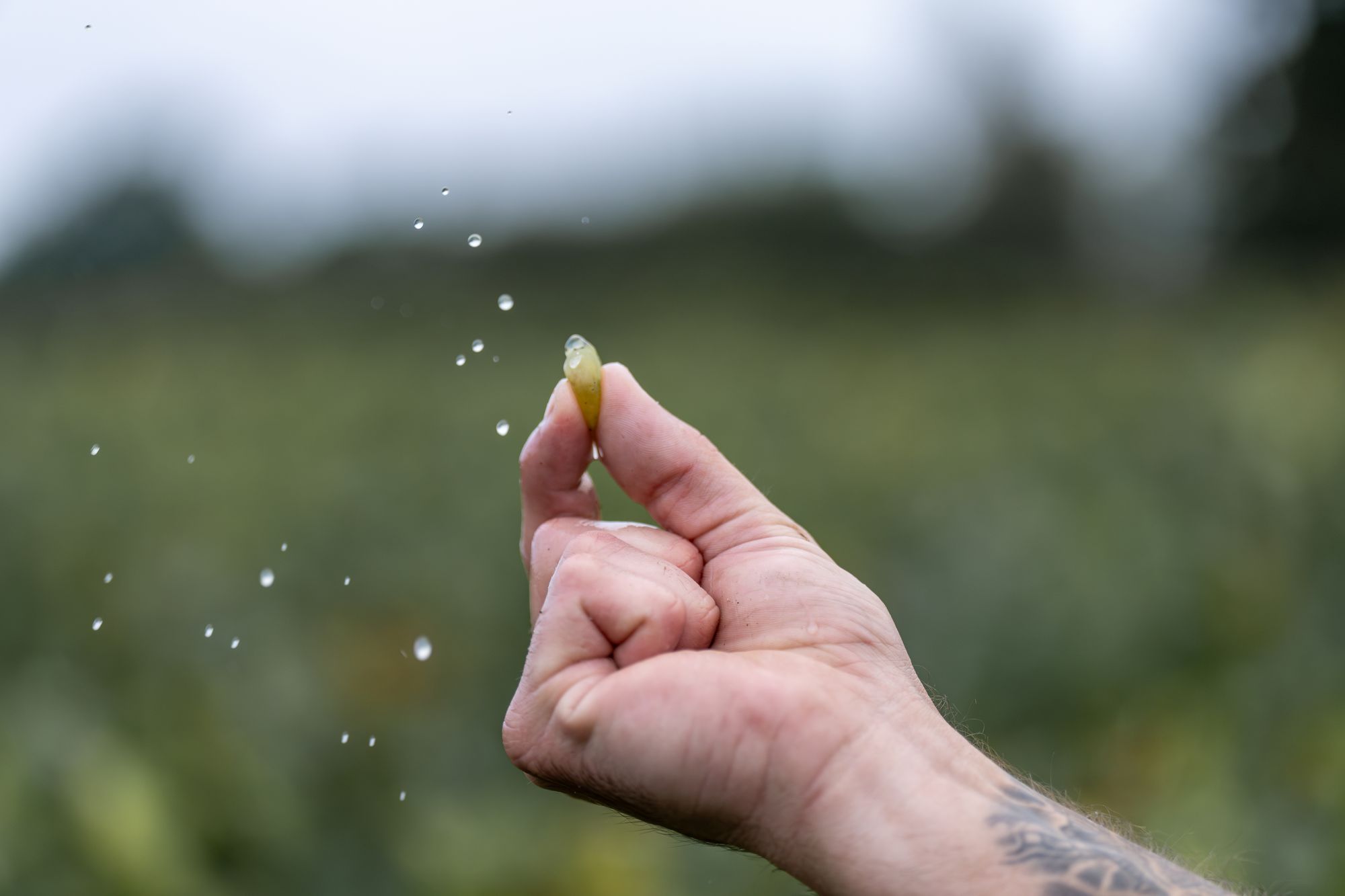 Main pressant un grain de raisin dans le vignoble Frerejean Frères