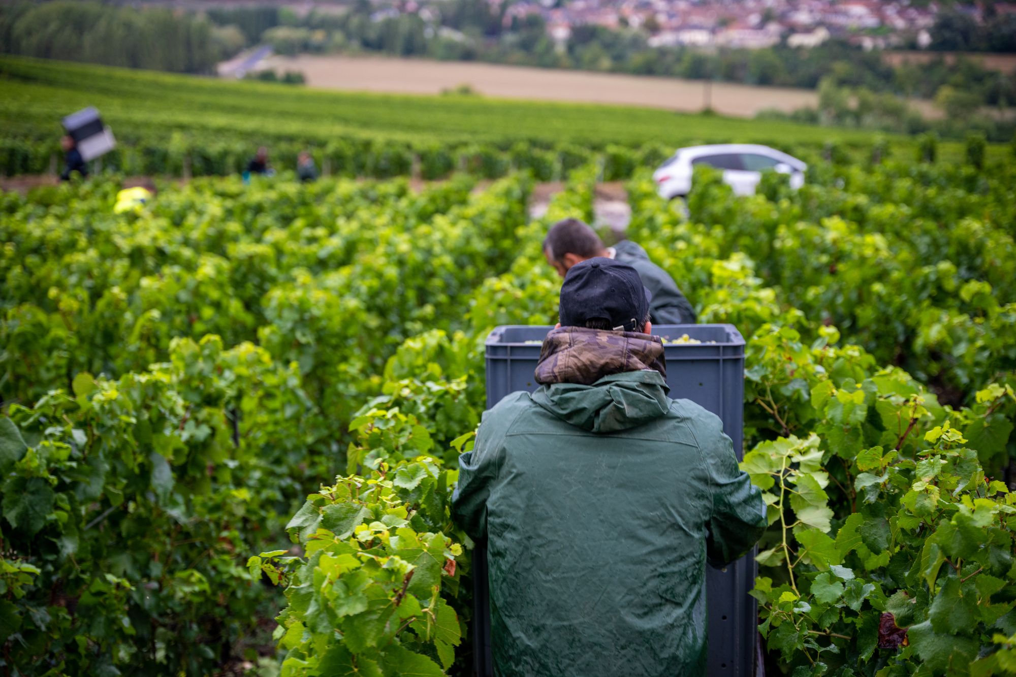 Vendangeur portant une caisse de raisins dans les vignes de Champagne Tarlant pendant les vendanges