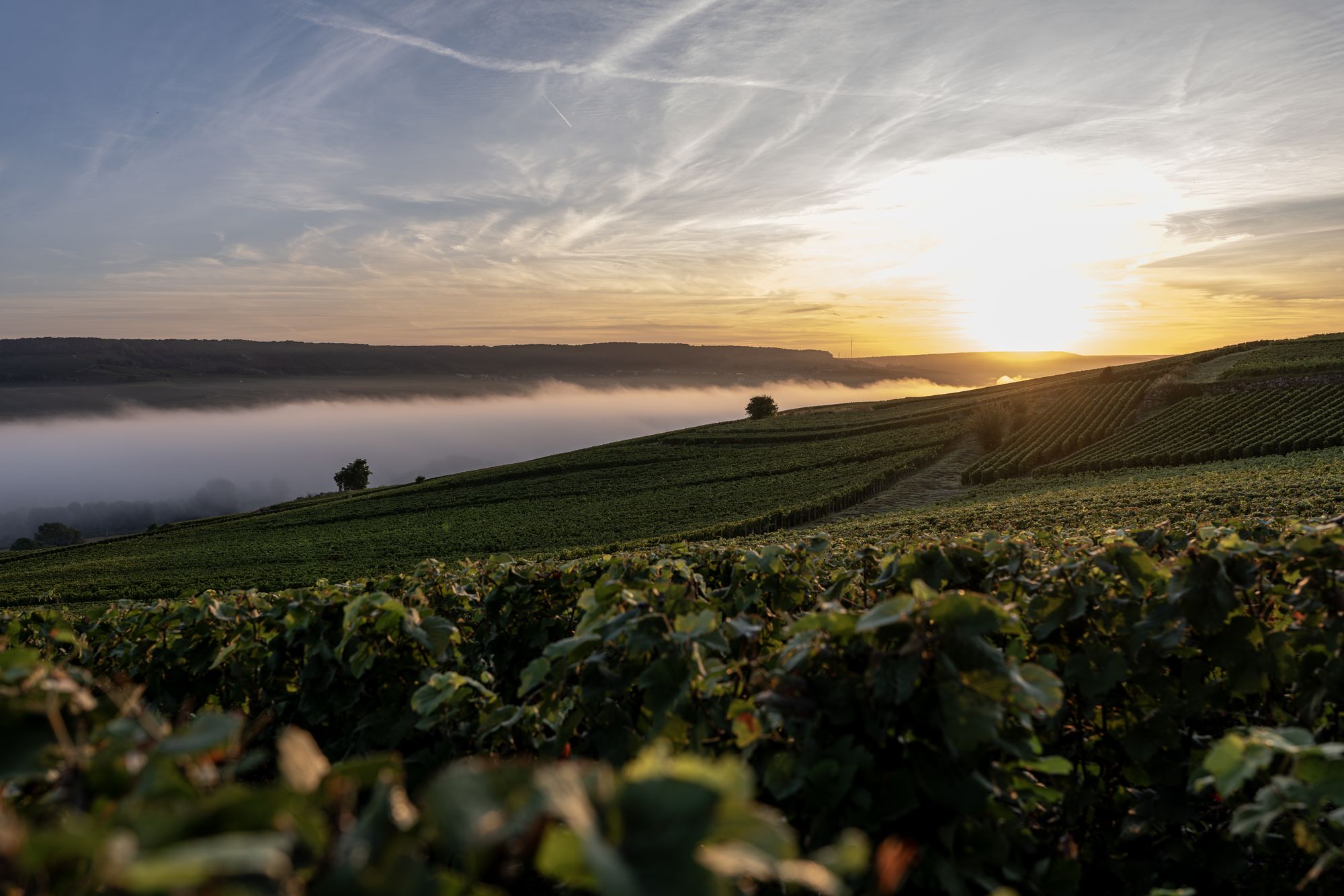 Lever de soleil sur le vignoble de Champagne Tarlant, brume sur la vallée de la Marne