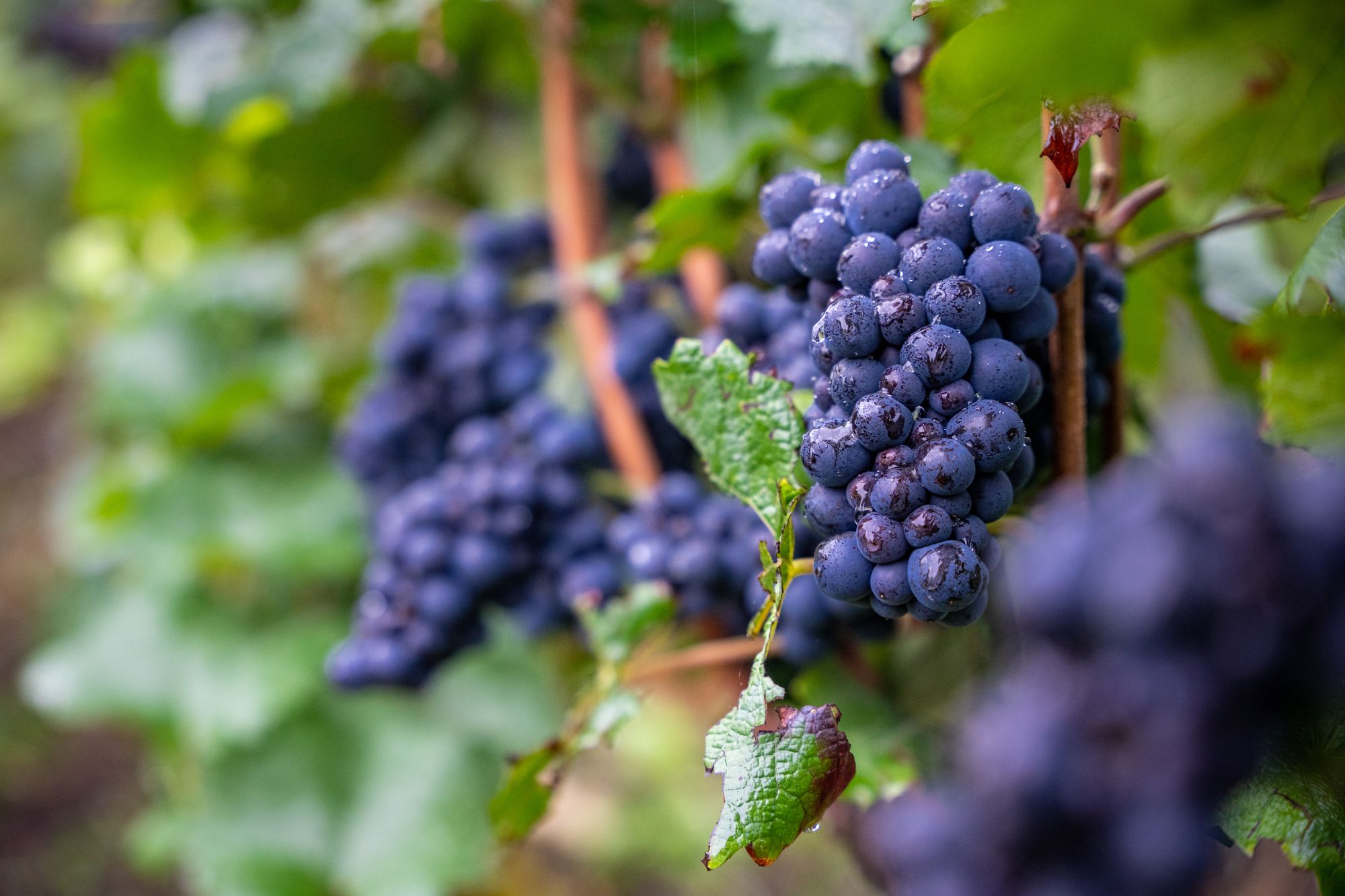Grappes de raisin noir mûres sur le cep, vignoble Tarlant