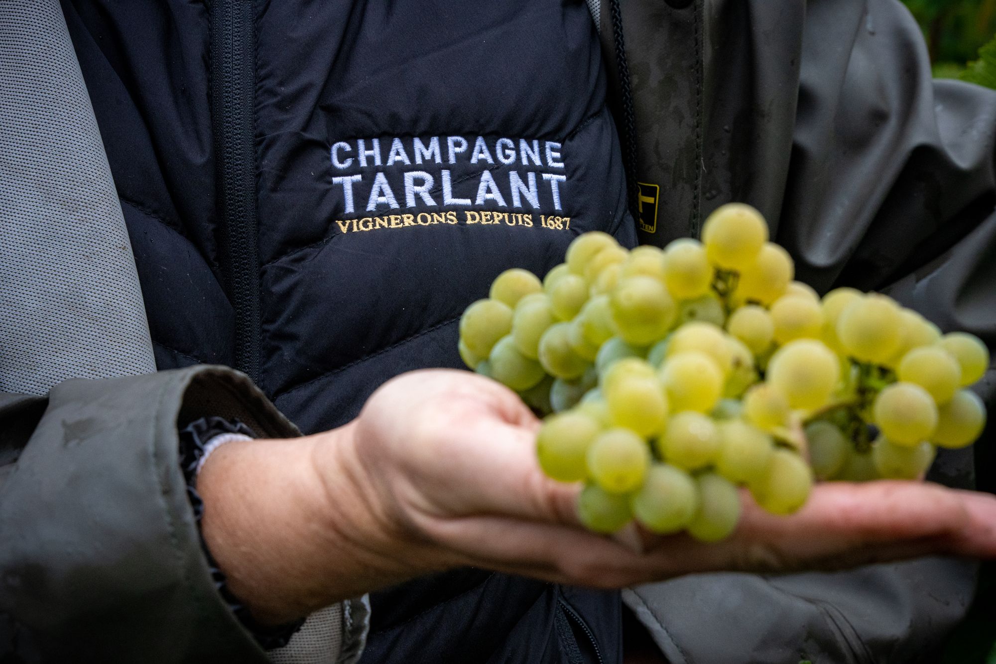 Grappe de chardonnay tenue à la main, veste Champagne Tarlant vignerons depuis 1687