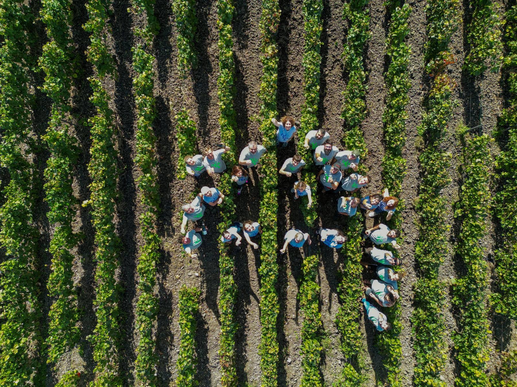 Vue du ciel de l’équipe des vendanges Tarlant dans les rangs de vigne