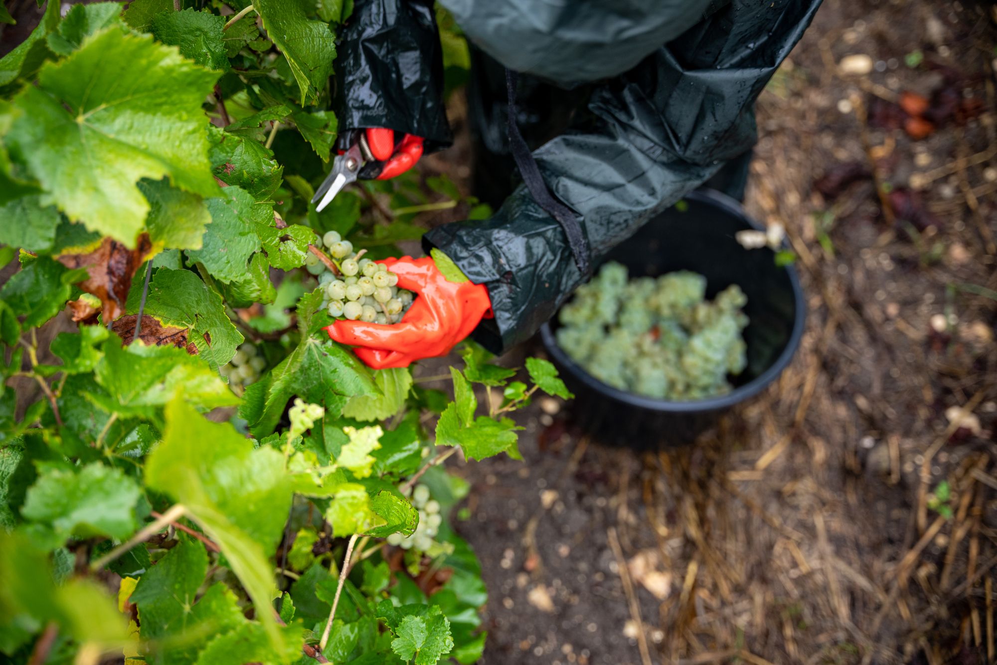 Coupe d’une grappe de raisin blanc au sécateur pendant les vendanges Tarlant